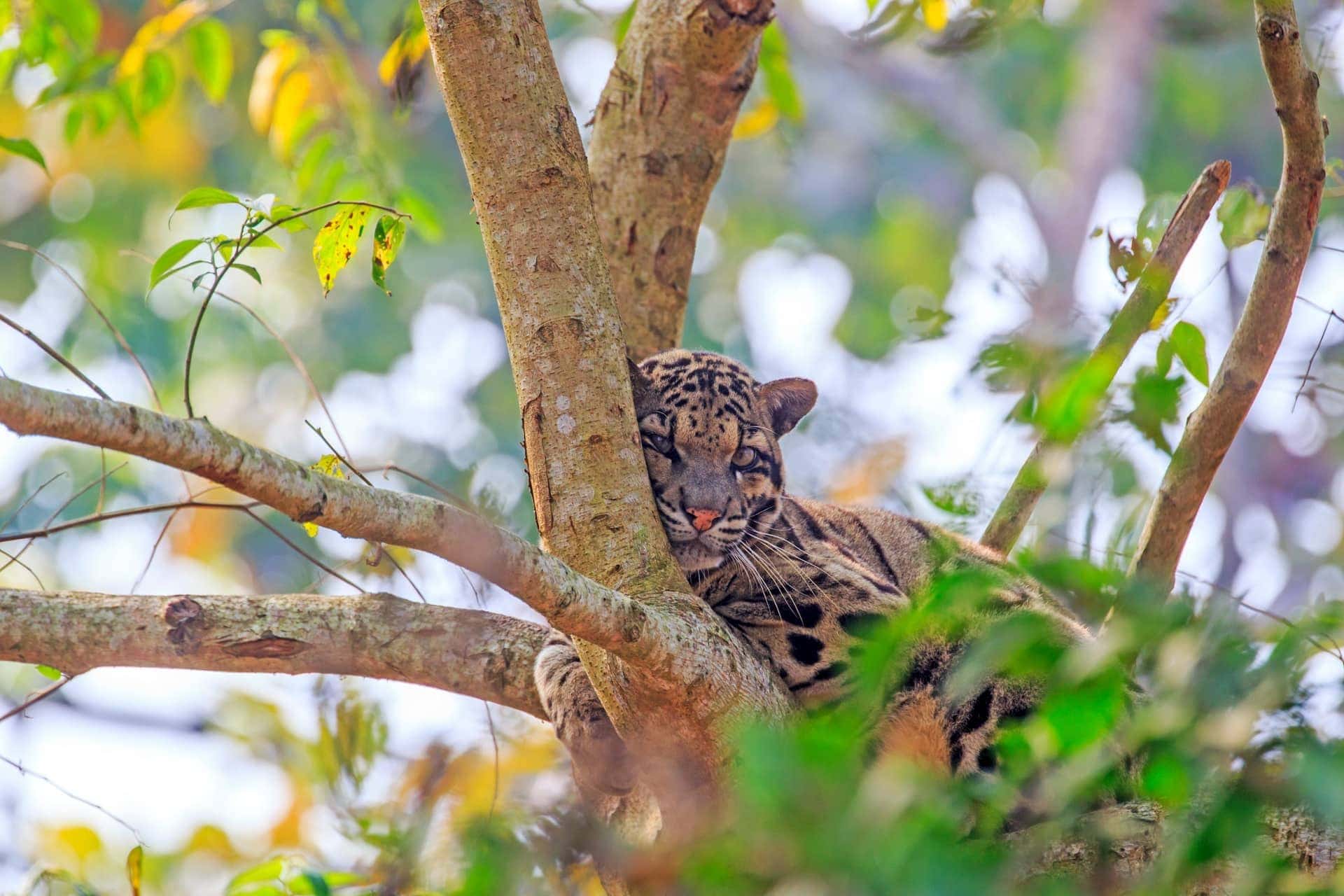 Clouded Leopard Mizoram India Clouded Leopard Mizoram India
