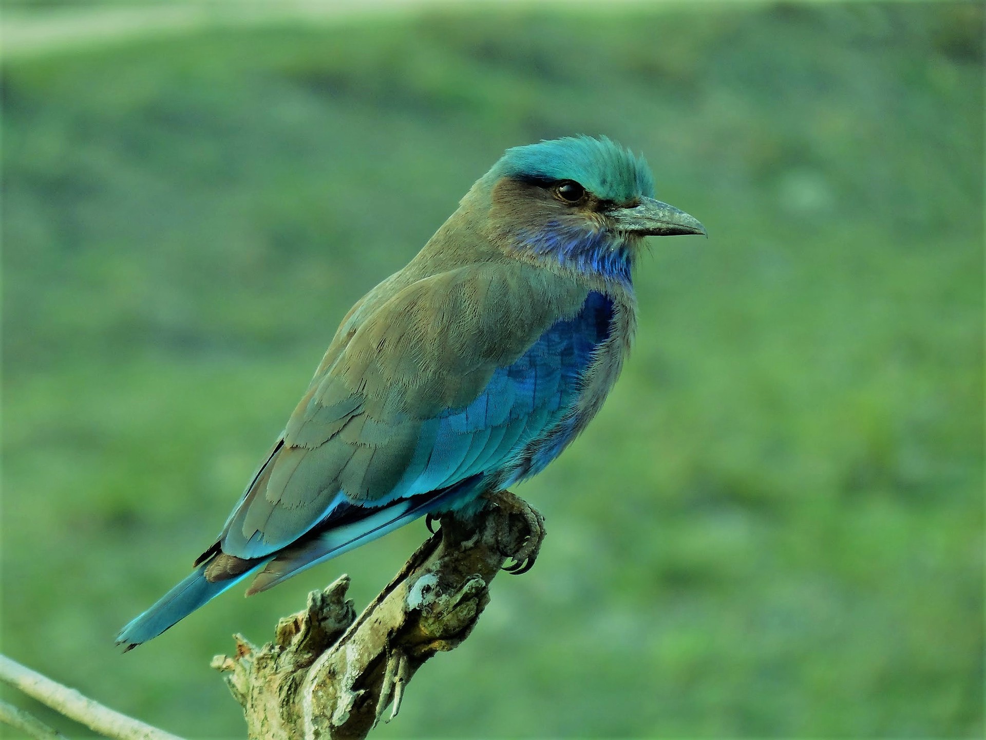 Voyage Ornitho en Arunachal