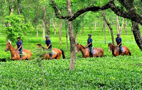 Randonnée Equestre en Assam