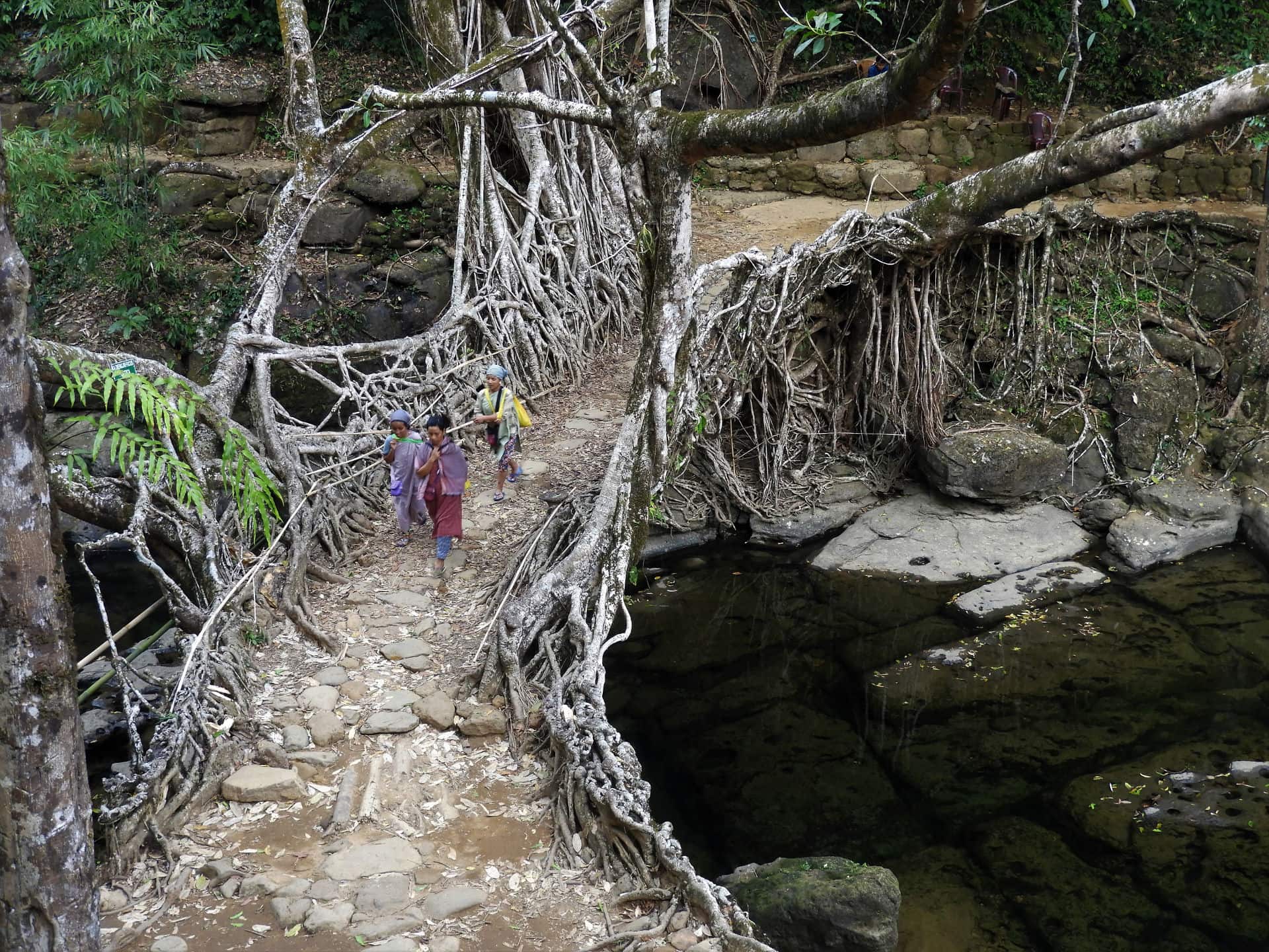 Pont Vivant en racine en Inde du Nord Est - Mawlynnong, Meghalaya