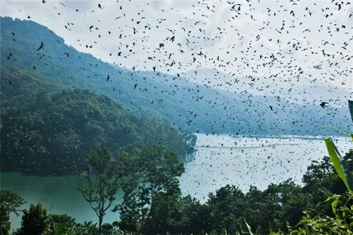 Amur Falcons Migration near the Doyang reservoir in Wokha, Nagaland