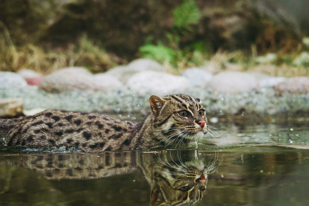 Chat Pêcheur (Chat Viverrin) &amp; Tigre des Sundarbans