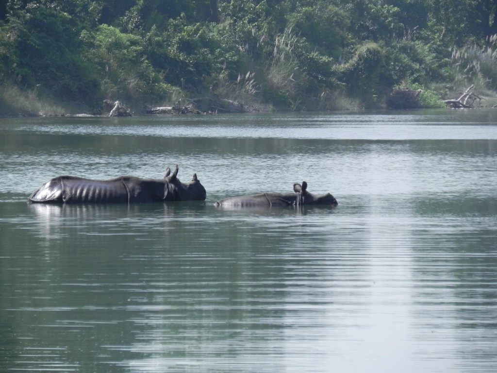 Rhinocéros indien au Parc National de Bardia, Népal
