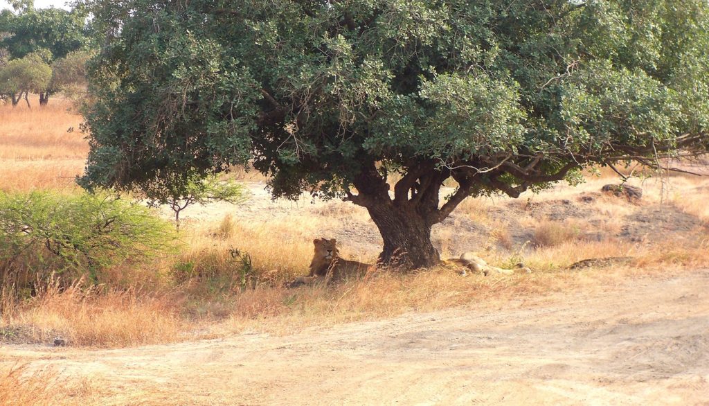 Lions asiatiques à l'ombre au Gir National Park, Gujarat