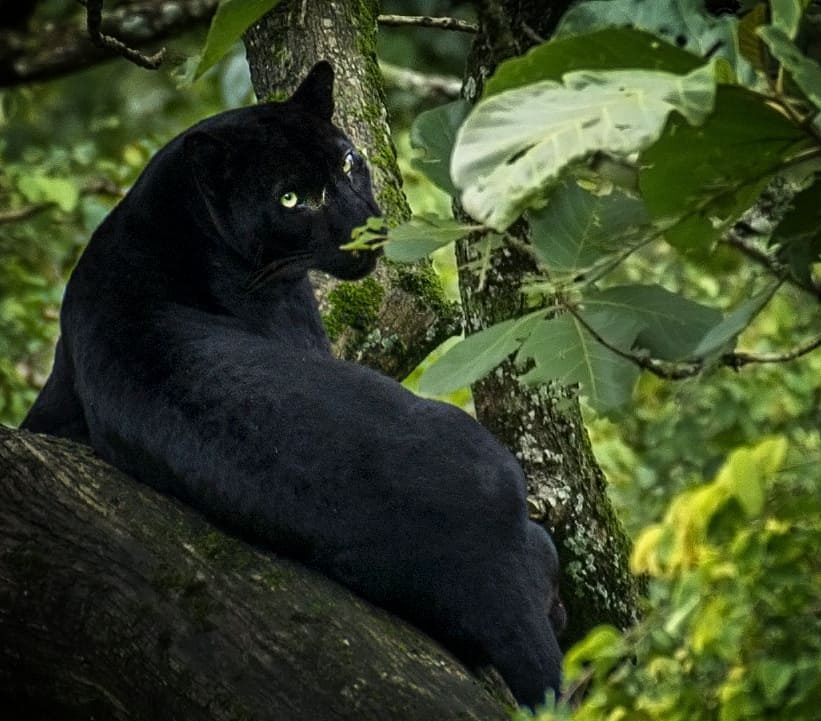 Panthère noire au Nagarhole National Park