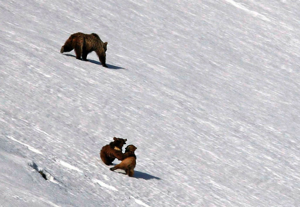 Oursons bruns jouent dans la neige au Ladakh