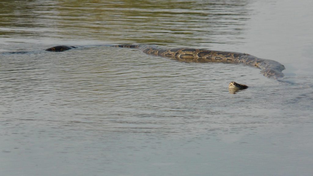Python birman au Parc National de Bardia, Népal