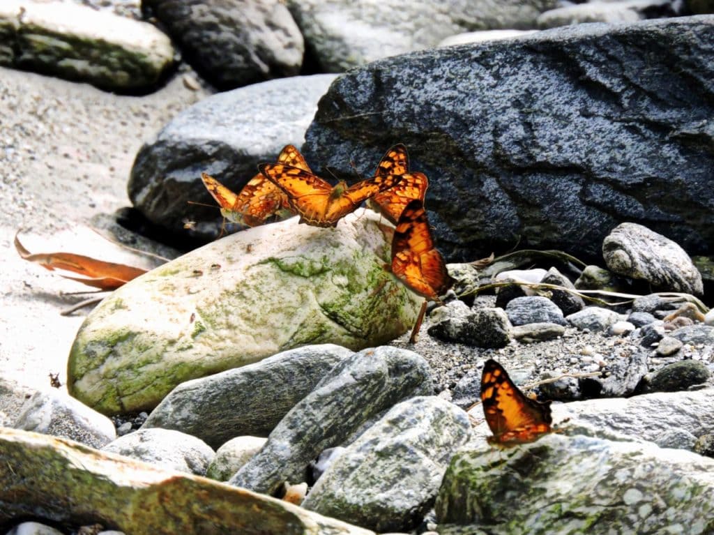 Butterflies in Arunachal