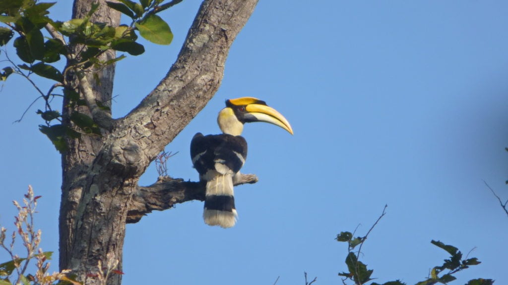 Calao bicorne au Parc National de Bardia, Népal