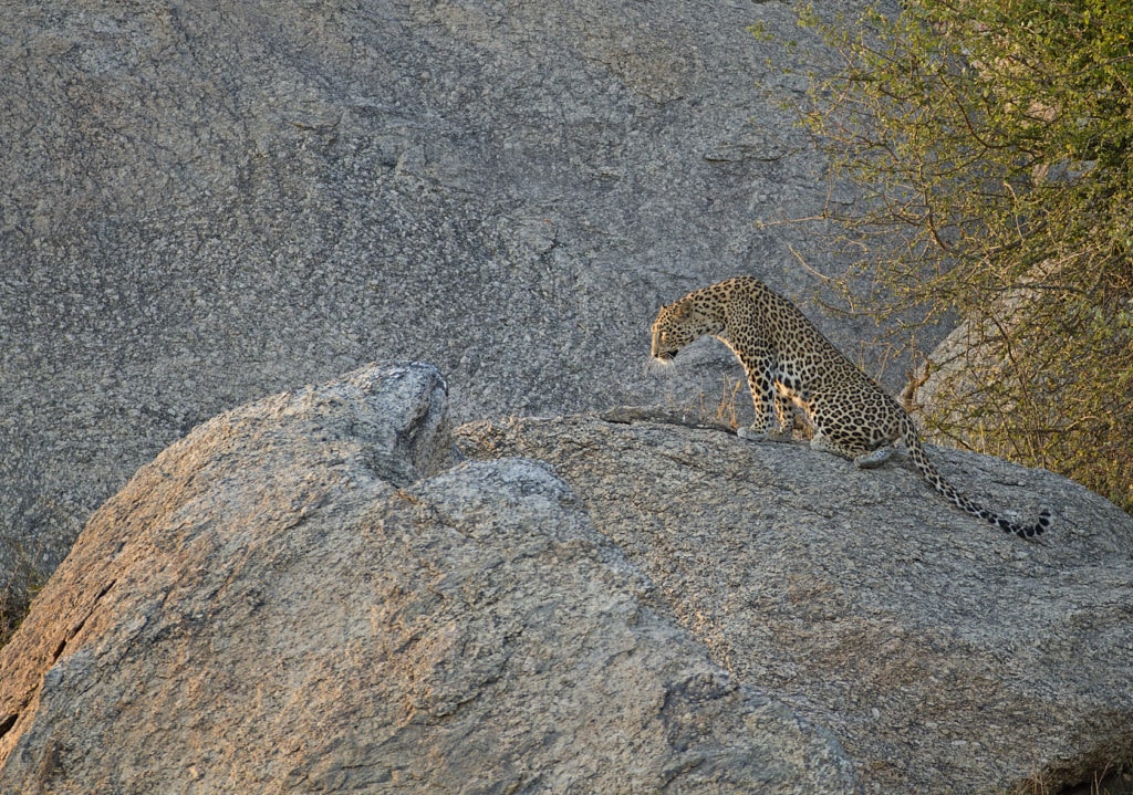 Léopard à Bera au Rajathan