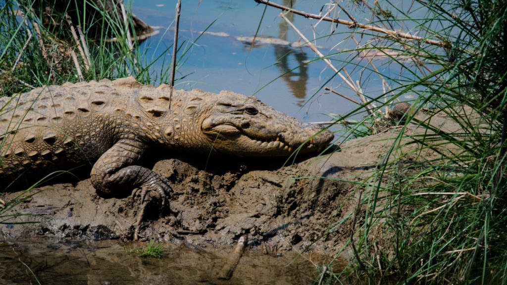 Crocodile des marais au Parc National de Bardia, Népal