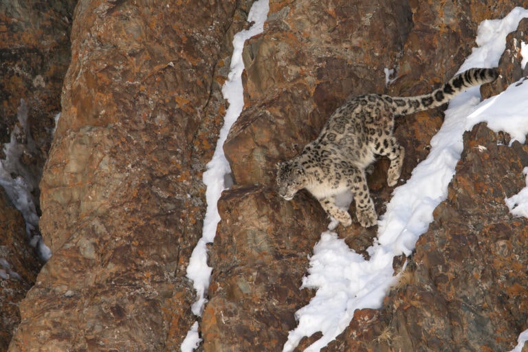 Panthère des neiges et Ours brun de l’Himalaya