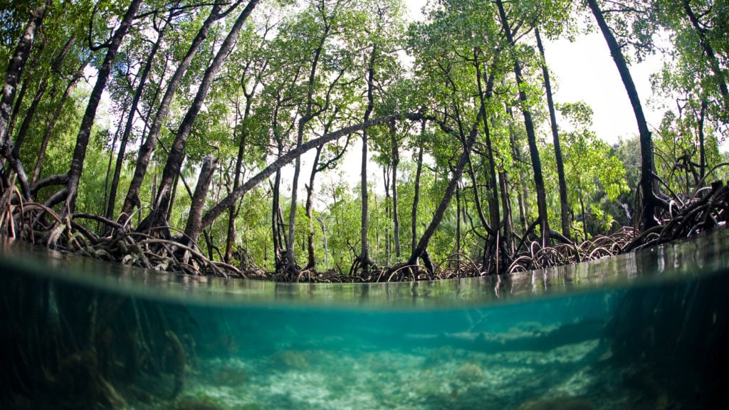 Vue de l'eau dans la Mangrove des Sundarbans