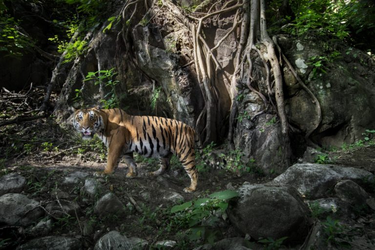 Combiné Inde Népal : Sur les traces du tigre à Corbett, Bardia et Chitwan
