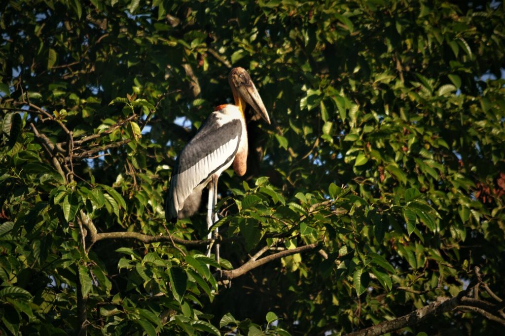 Grand marabout à Dadara en Assam