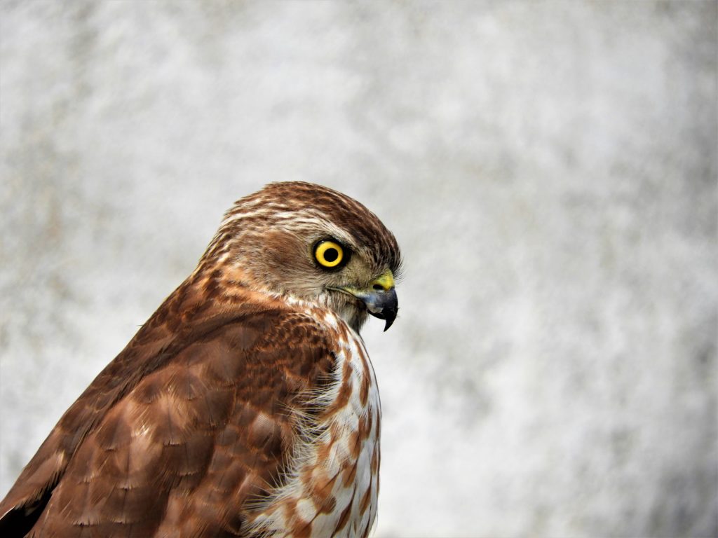Les rapaces de l’Inde: Éperviers, Busautour, Busards, Autours & Buses