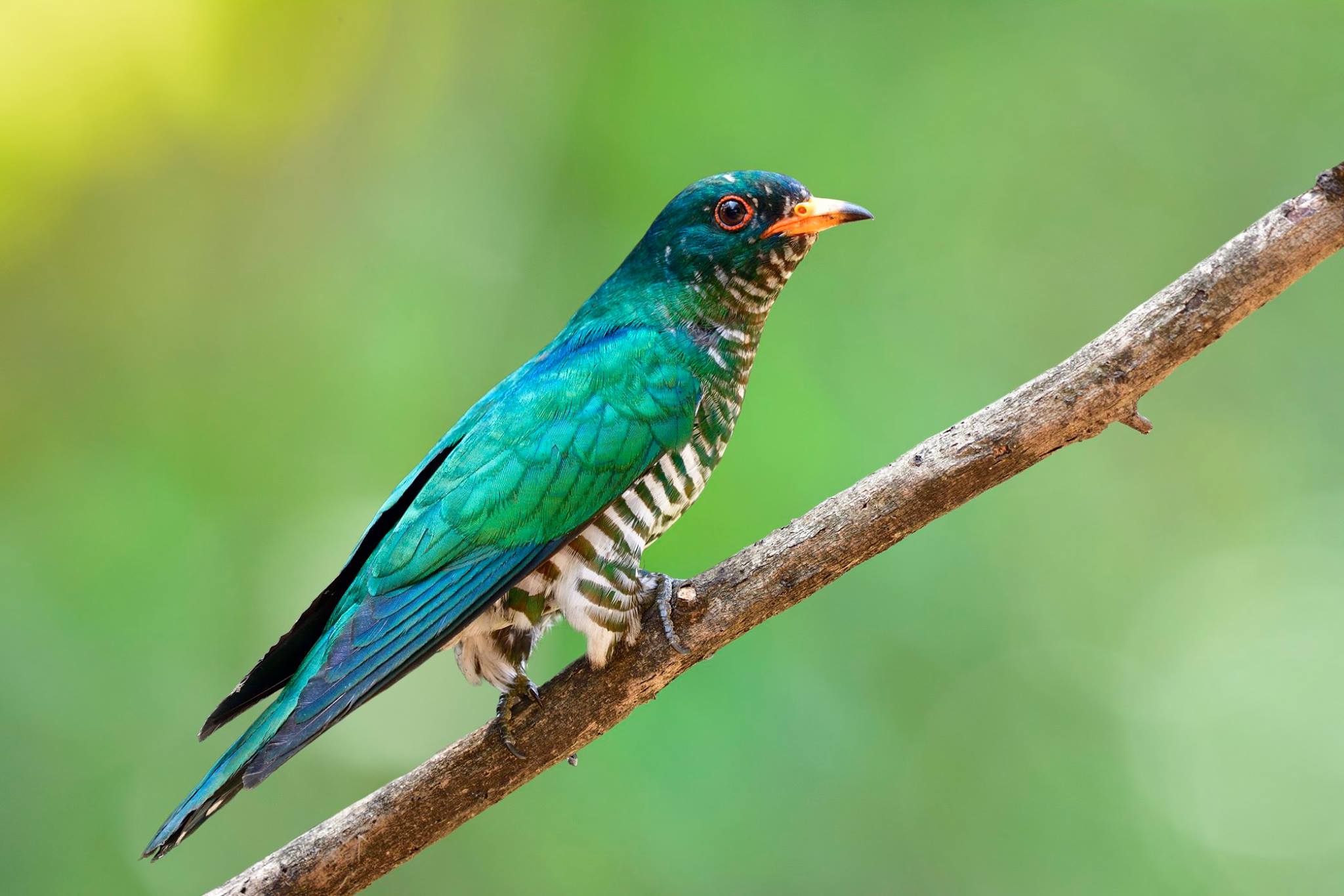 Les Cuculidés de l’Inde: Coucous, Malcohas & Coucals