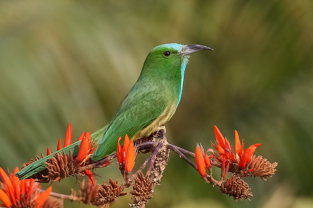 Les guêpiers & la Huppe de l’Inde