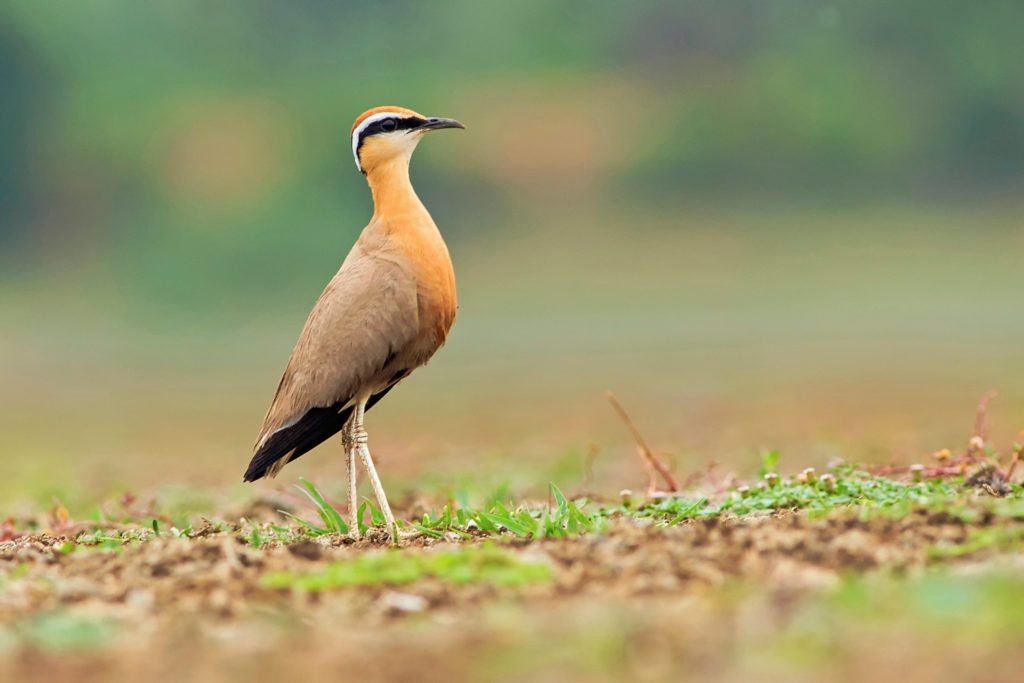 Courvites & Glaréoles de l’Inde