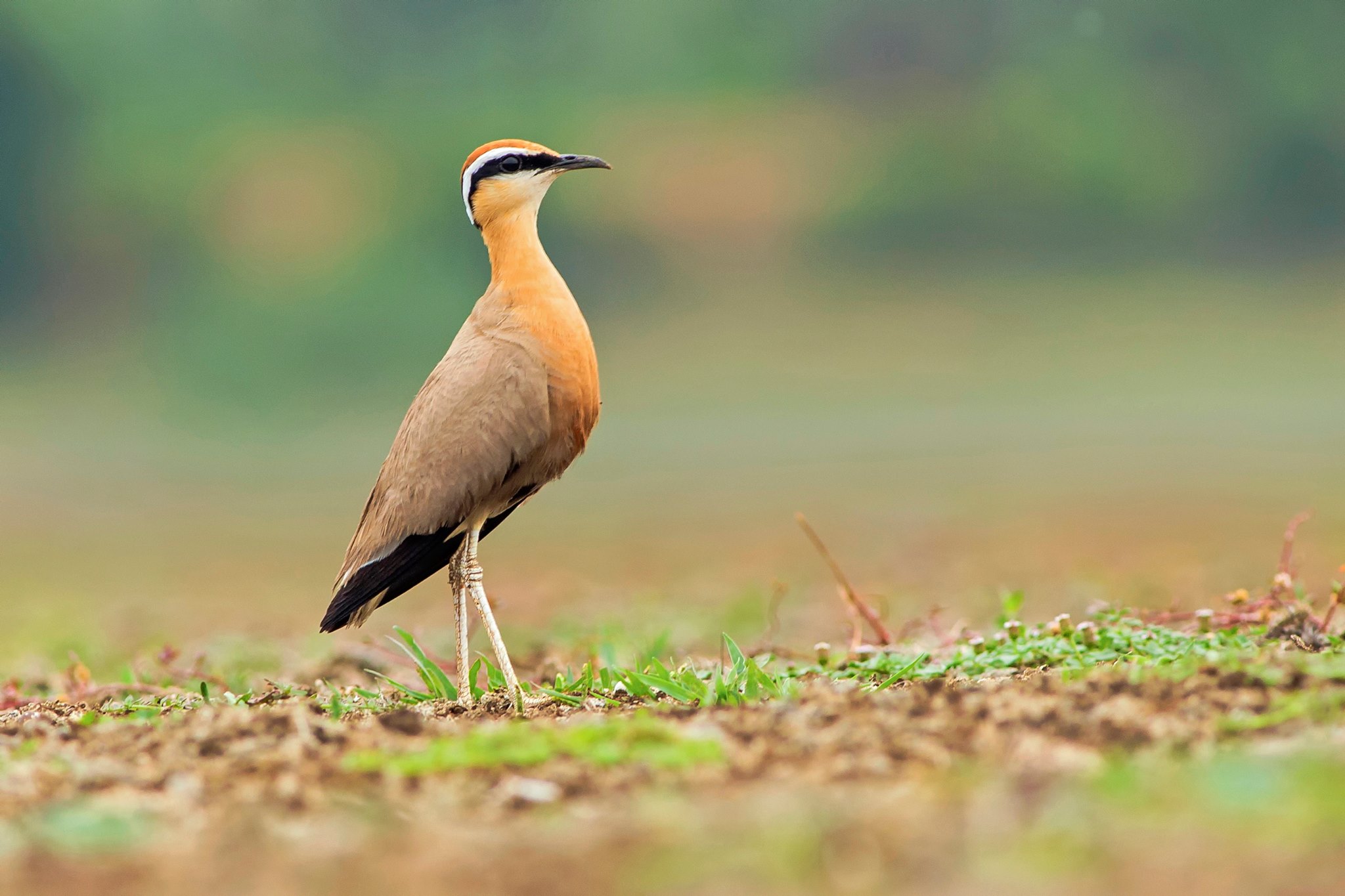 Courvites & Glaréoles de l’Inde