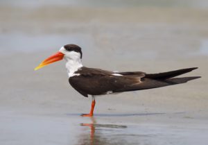 Les oiseaux de rivages de l'Inde
