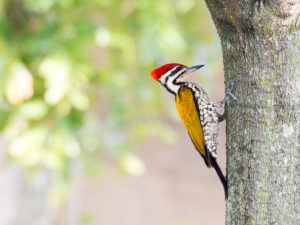 Les Pics, Picumnes &amp; Torcol de l'Inde